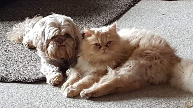 A small white shaggy dog and a fluffy cream Persian cat lying together on a carpet in a patch of sunlight
