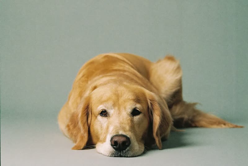 A golden retriever lying calmly