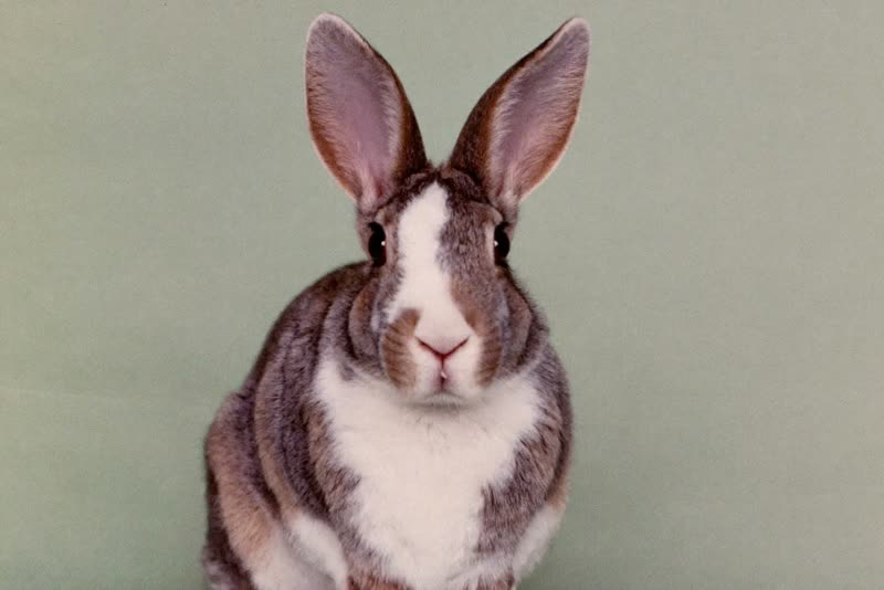 A rabbit sitting with ears upright