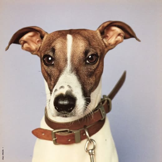 A dog collar and lead